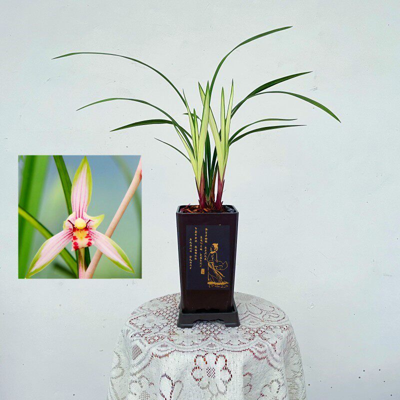 高山春色【无花】建兰铭品线艺兰好养易活兰花苗浓香型