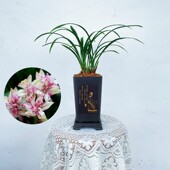 富山奇蝶 建兰浓香型奇花中矮株型勤花勤芽好养易活兰花苗