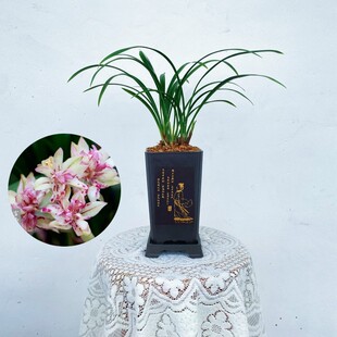 建兰浓香型奇花中矮株型勤花勤芽好养易活兰花苗 富山奇蝶