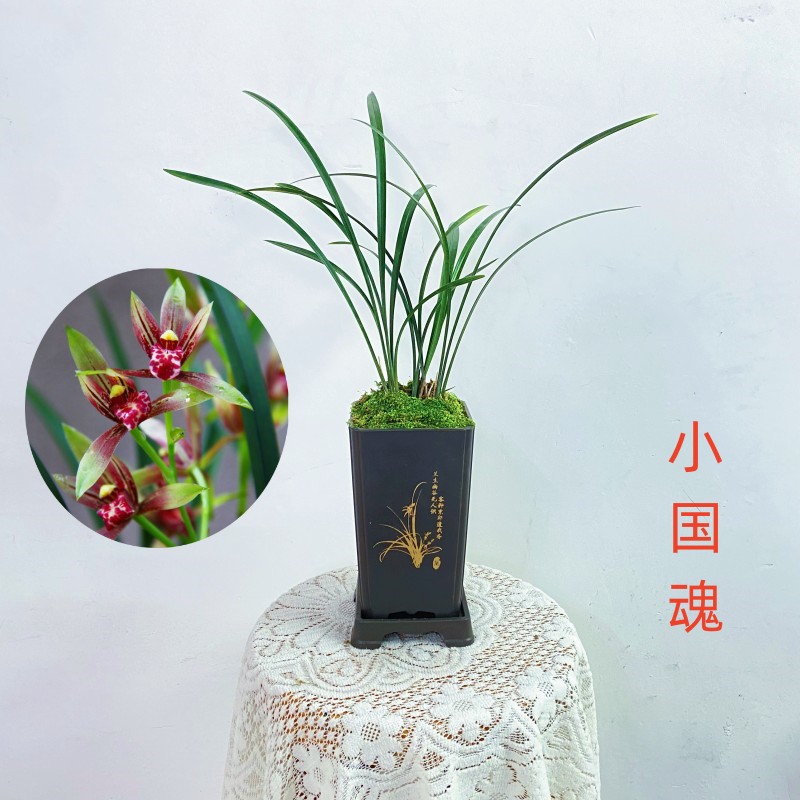 【小国魂】建兰精品兰花兰花苗好养勤花勤芽绿植盆栽