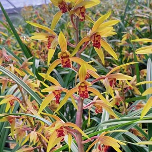 蕙兰红颜，老蕙兰，国兰，兰花苗好养易活易开花盆栽花卉绿植