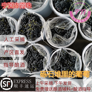 宁夏产区40斤酿酒葡萄赤霞珠现摘现发新鲜装紫葡萄自酿红酒包邮
