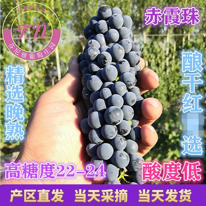 芬尼雅酿酒葡萄现摘现发40斤装红葡紫葡萄赤霞珠DIY自酿红酒