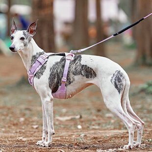 狗狗胸背牵引绳工字遛狗小中大型犬防爆冲挣脱宠物牵狗绳