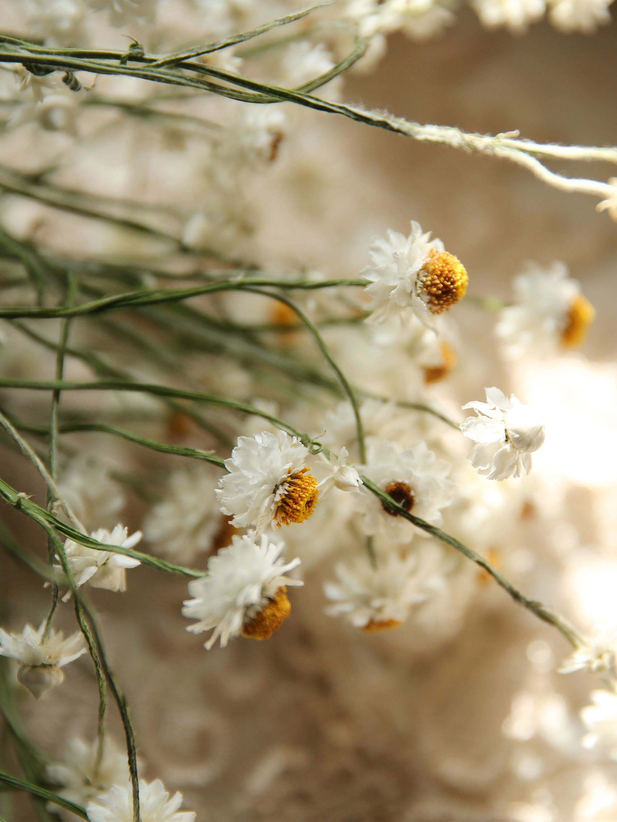 乐作|法国小菊干花 银包菊 天然晾干 真花大部分地区包邮