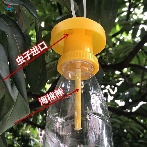 果蝇引诱剂药水桔小针锋