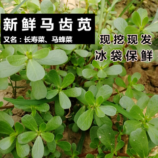 山东马蜂菜 纯野菜长寿菜 五行草 马齿苋新鲜野生 现割现发 包邮