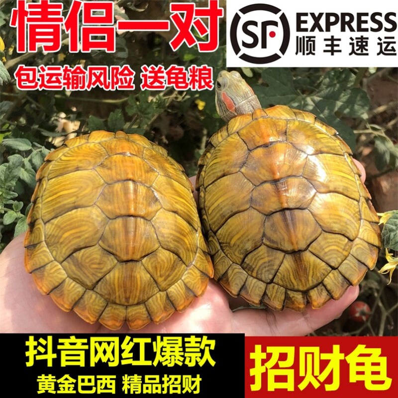 黄金巴西龟活体  情侣宠物龟活物长寿招财纯种红耳风水龟 观赏龟