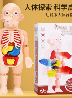 DF儿童科教人体器官模型DIY拼装玩具STEAM启蒙实验教具医学益智早