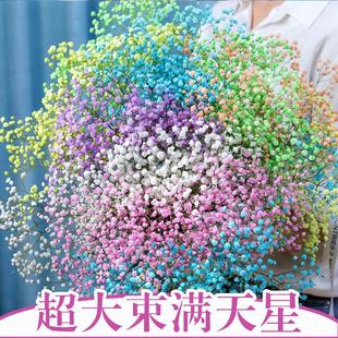 两斤装满天星干花花束家居摆设天然风干真花客厅卧室装饰摆件罗加