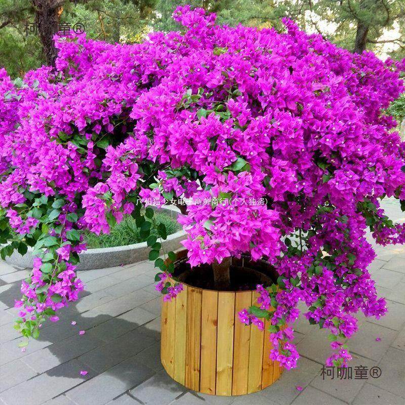 三角梅原盆种好发货带花苞四季开花室内庭院爬藤勤花品种多麦太保,鲜花速递/花卉仿真/绿植园艺,大型绿植/成品组合盆栽,淘宝优惠券,粉丝福利购,淘宝优惠卷