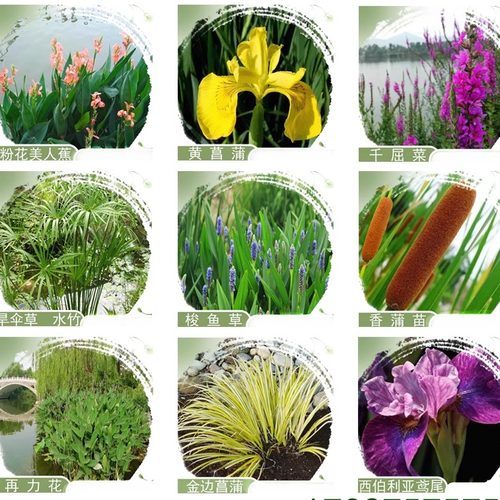 基地水生植物河道过滤池净化水质