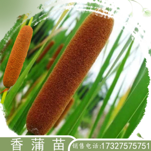 香蒲苗水生挺水植物水培水烛香蒲草水池绿化造景香蒲棒菖蒲