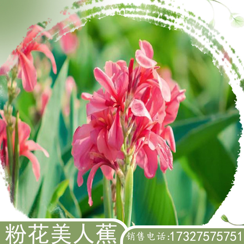 大量红花黄花粉花美人蕉夏秋池塘河道图片