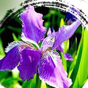 四季常绿鸢尾水生挺水植物耐寒大苗种球花庭院河道湿地工程绿化