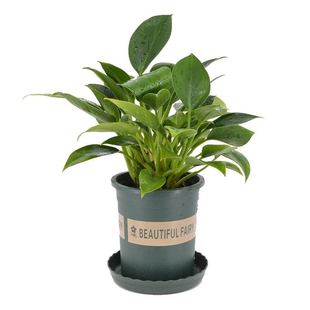 室内盆栽植物不需要阳光适合x冬天不怕冻的禄绿植花客厅盆景好养