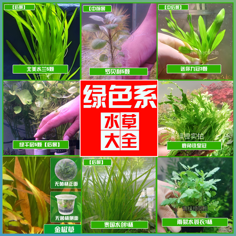 绿色有茎类水草椒草皇冠宫廷百叶