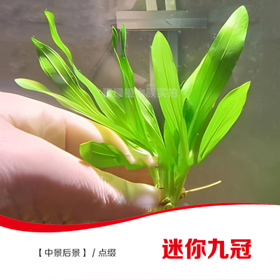 鱼缸草缸造景真水草自养水下叶迷你九冠大叶九冠中景水草