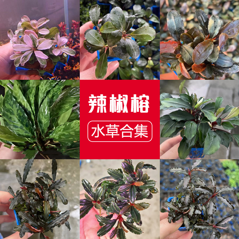 蓝精灵辣椒榕鱼缸草缸造景水下叶