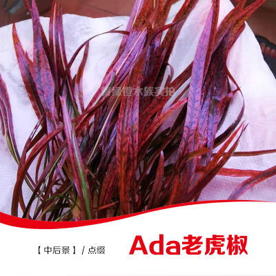 Ada老虎椒鱼缸阴性水草水下叶青椒斯里兰卡迷你椒草火烈鸟极乐鸟