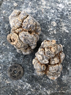 三七云南文山特大8头年份足李可固本培元散原料