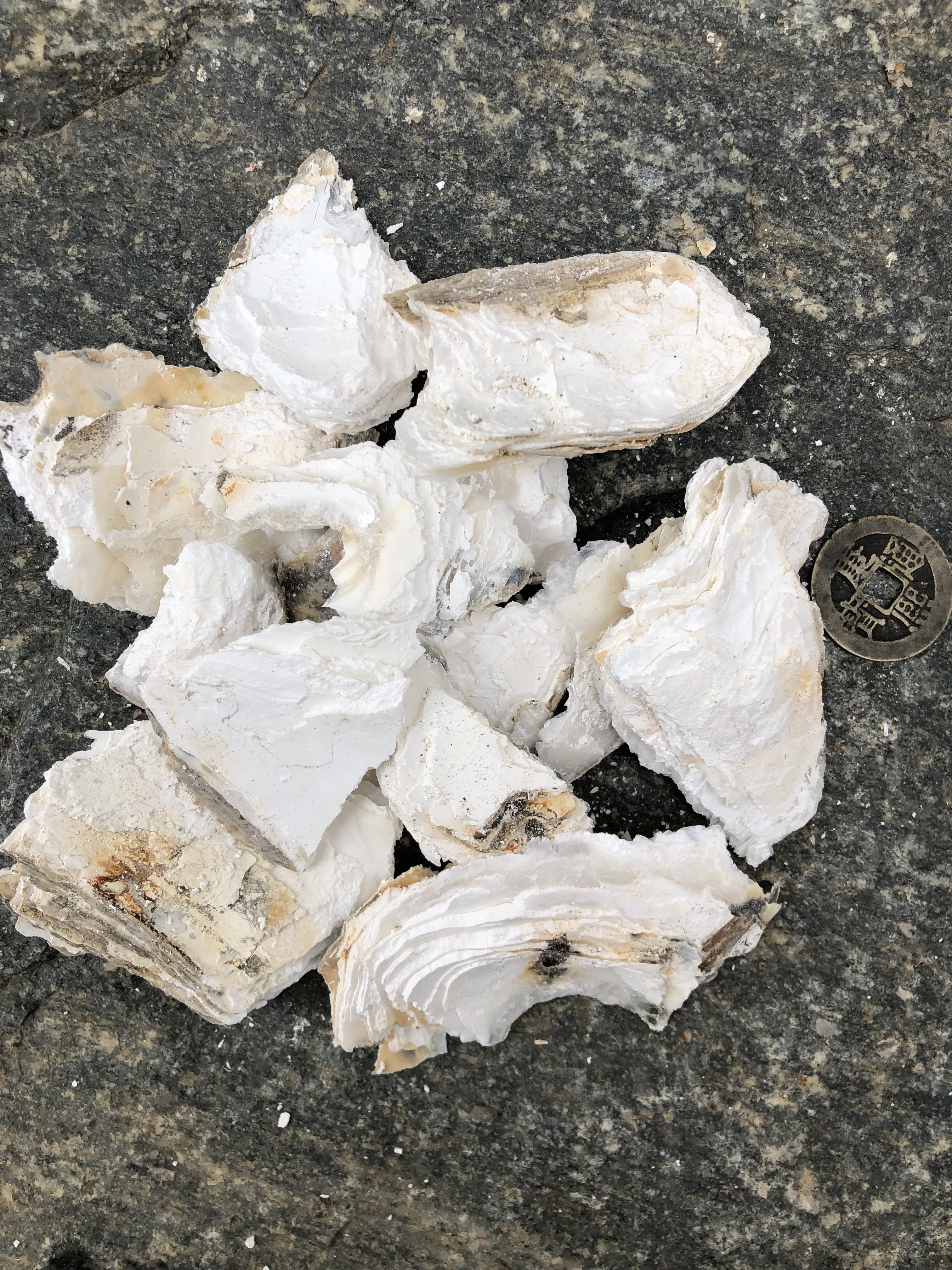 天然牡蛎野生万年牡蛎生古老牡蛎化石整块打碎去泥杂龙骨牡蛎汤