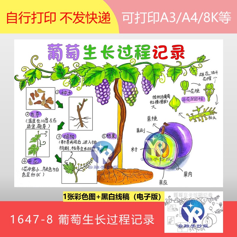 1647-8葡萄生长过程记录成长记自然笔记植物观察绘画手抄报电子版