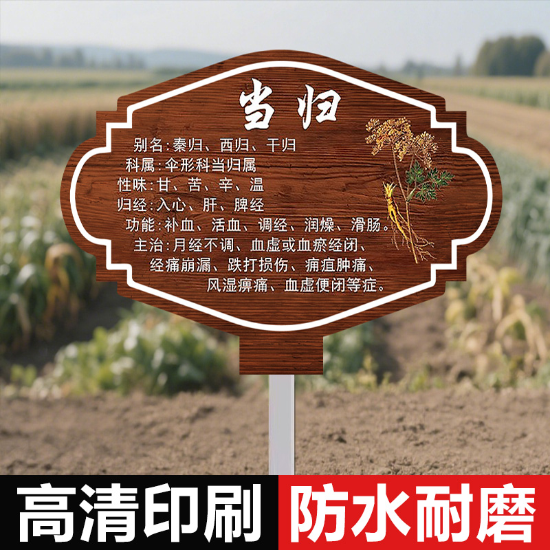 当归中药材简介标识牌百草园科普讲解植物花卉品种介绍牌名贵树木花木插牌提示牌动物园植物园信息介绍牌树牌