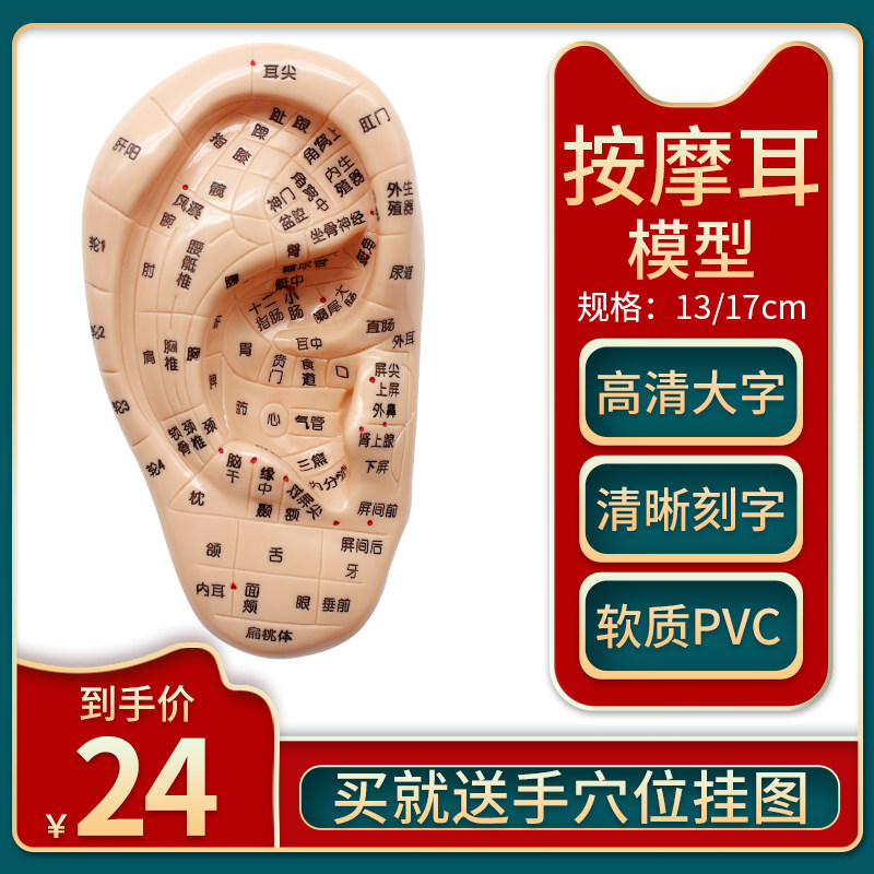 愿君康按摩耳模型13/17cm人体耳朵单只经络反射区中医教学示例