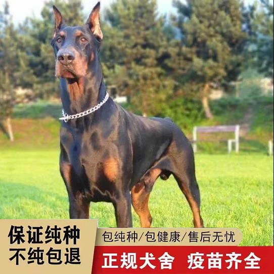 杜宾犬赛级大型护卫警犬裁耳迷你狗狗