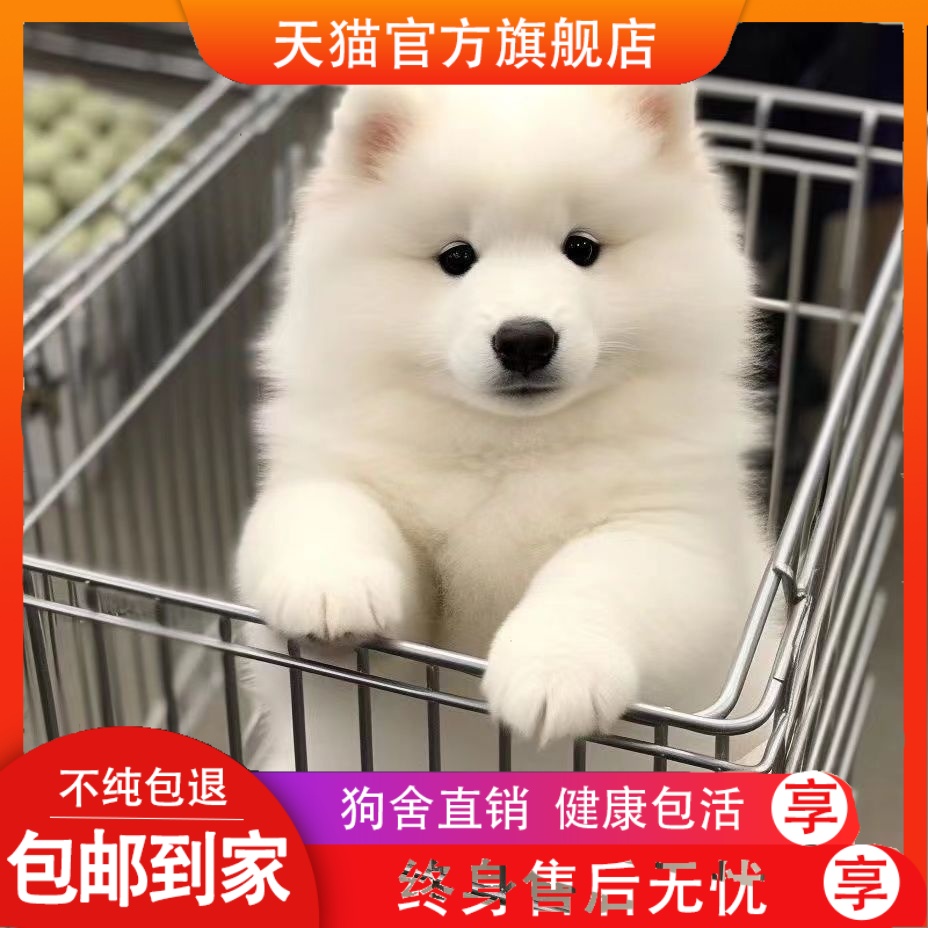 纯种萨摩耶幼犬活物微笑天使萨摩耶双血统熊版便宜雪橇犬宠物狗狗