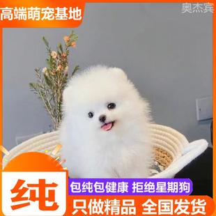 纯种博美幼犬茶杯犬小型可爱迷你长不大黄俊介犬宠物杯子狗狗活物