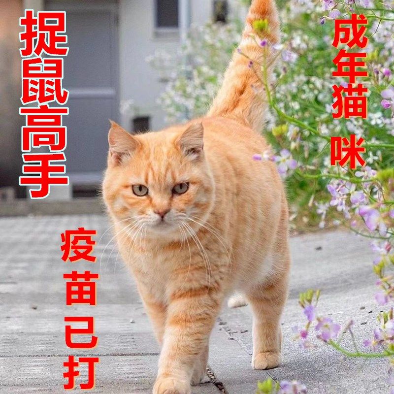 成年猫咪活物猫狸花猫