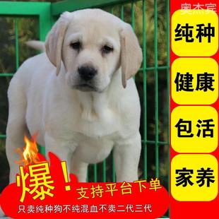 拉布拉多纯种幼犬导盲犬活物幼崽狗狗短毛双血统宠物真狗中型犬