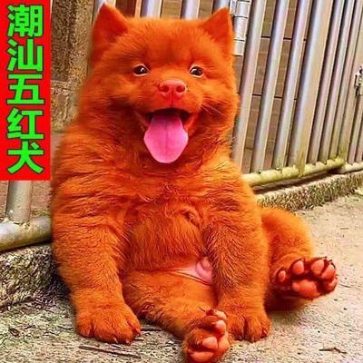 潮汕五红犬五黑犬狩猎犬