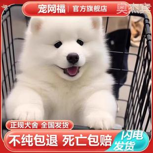 萨摩耶幼犬纯种雪橇犬萨摩狗狗中型犬家庭犬微笑天使萨摩耶犬宠物