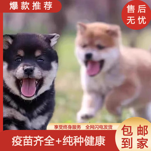 日本柴犬幼犬纯种黑柴活体小型犬秋田忠犬八公豆柴狗活物宠物小狗