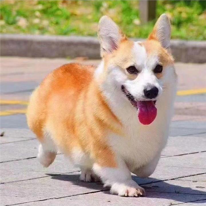 柯基幼犬黄白柯基小短腿黄白三色柯基小狗小型宠物狗可型柯基幼犬