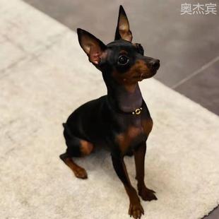 现货小鹿犬活物幼犬迷你可爱型狗真狗长不大茶杯犬幼宠小型犬短毛