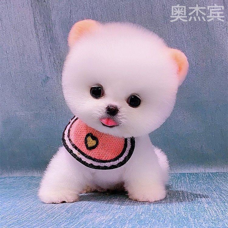 博美幼犬纯种茶杯小型可