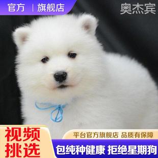 萨摩耶纯种小狗幼犬纯白色萨摩犬大型犬宠物狗活物雪橇犬长毛 熊版