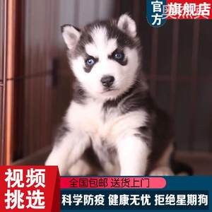 二哈幼犬小狗活物双蓝眼