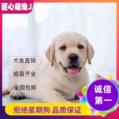 拉布多犬幼宠物狗小崽真