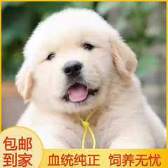 金毛幼犬纯种活体双血统金毛寻回犬赛级金毛犬大型犬宠物狗狗活物