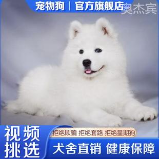 便宜萨摩耶犬幼犬纯白色宠物小狗活物雪橇犬长毛双血统萨摩耶纯种