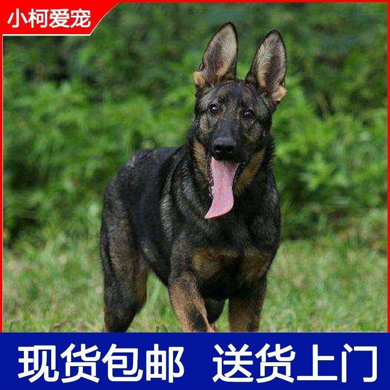 昆明犬大型犬看家护院狼狗幼