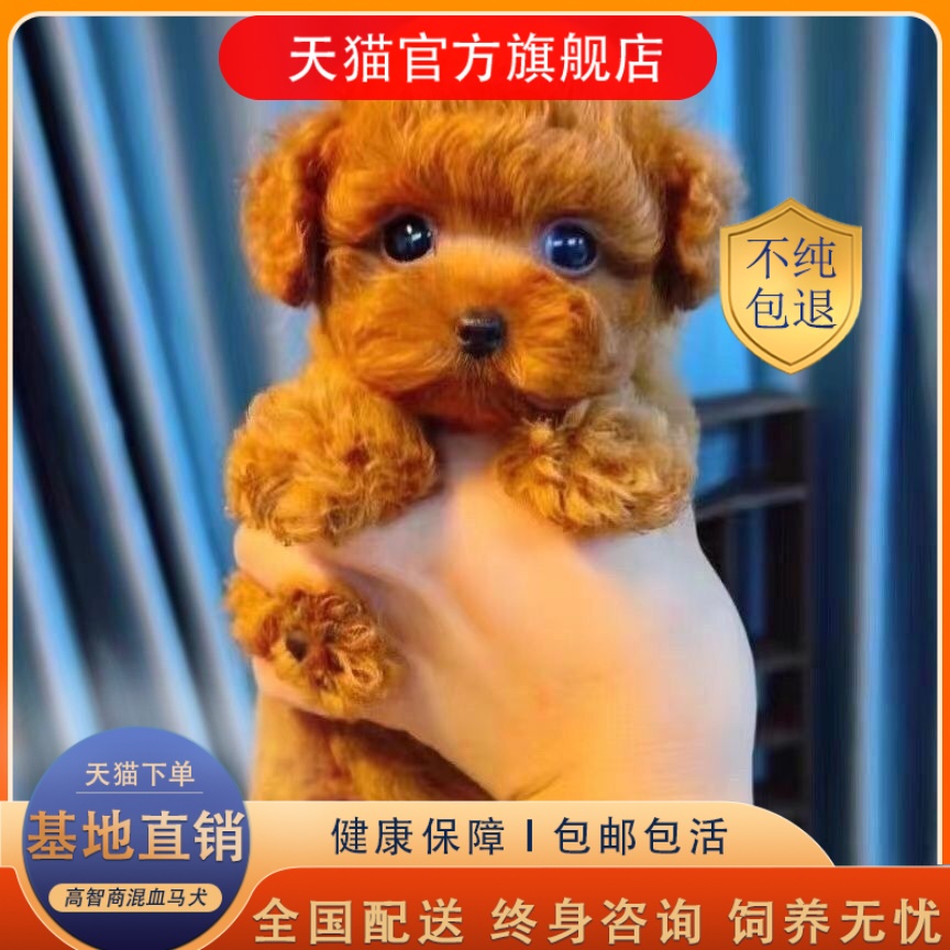 泰迪幼犬纯种活体小体灰泰迪红泰迪长不大茶杯犬泰迪香槟色宠物狗