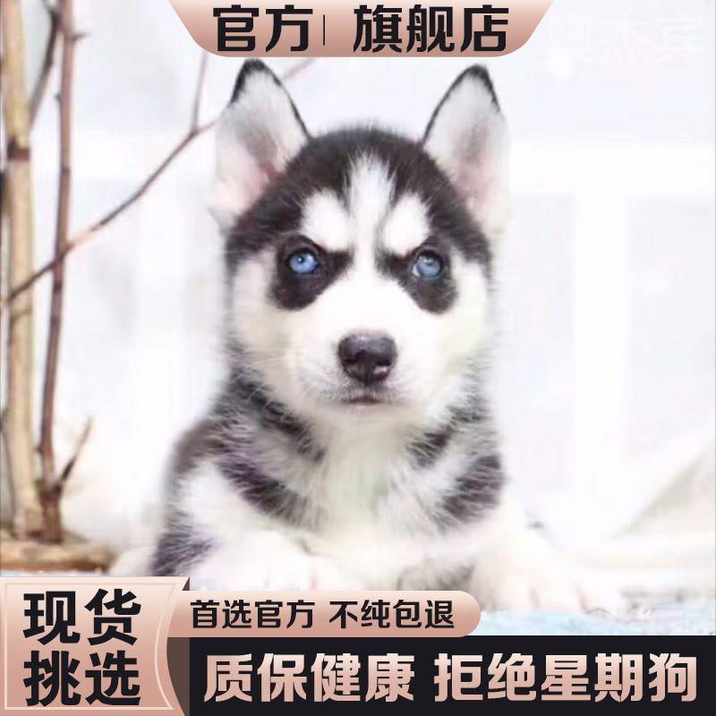 纯种哈士奇幼犬三把火双