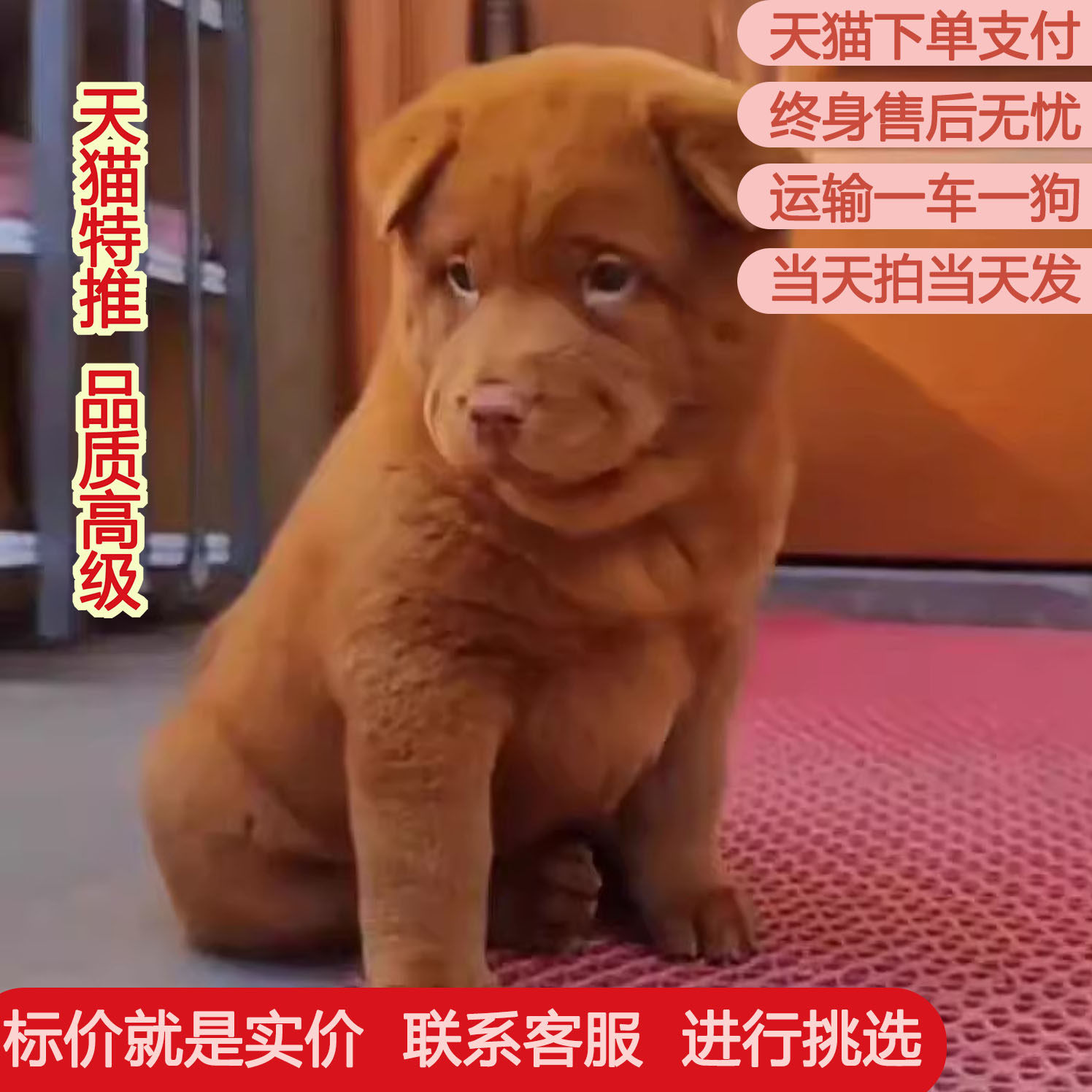 五红犬潮汕幼犬狗崽狗狗活物土狗土猎犬短毛田园猎犬五红犬活体狗