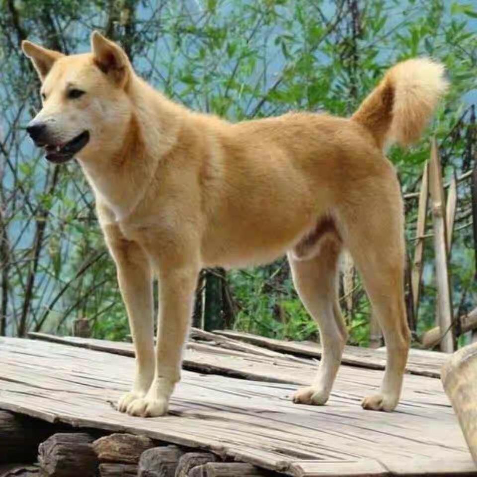 黄狗幼犬中华田园犬好养活家养赶山犬宠物狗广西土猎犬活体看门狗